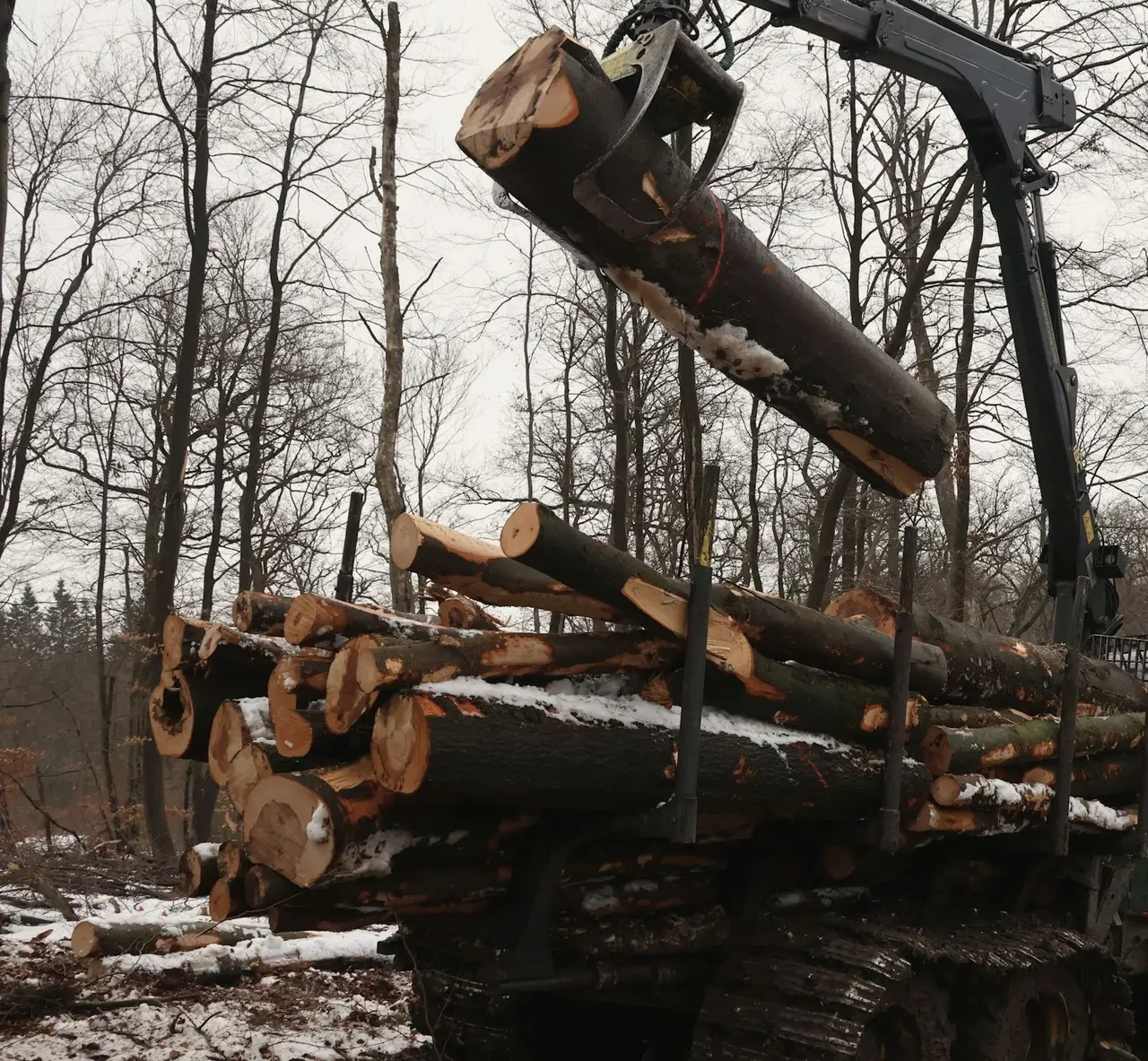 Grue d’un porteur forestier chargeant des billes de bois en forêt de feuillus, en hiver