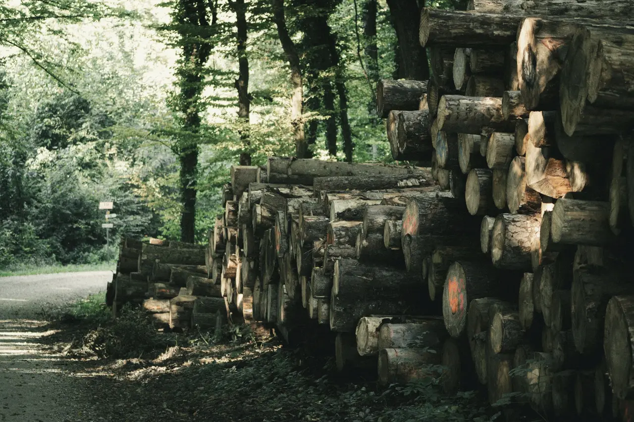 Pile de grumes en bord de route forestière, extrémités marquées à la peinture
