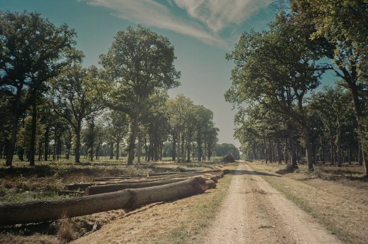 Chemin forestier bordé de chênes, avec des grumes alignées sur le bas-côté
