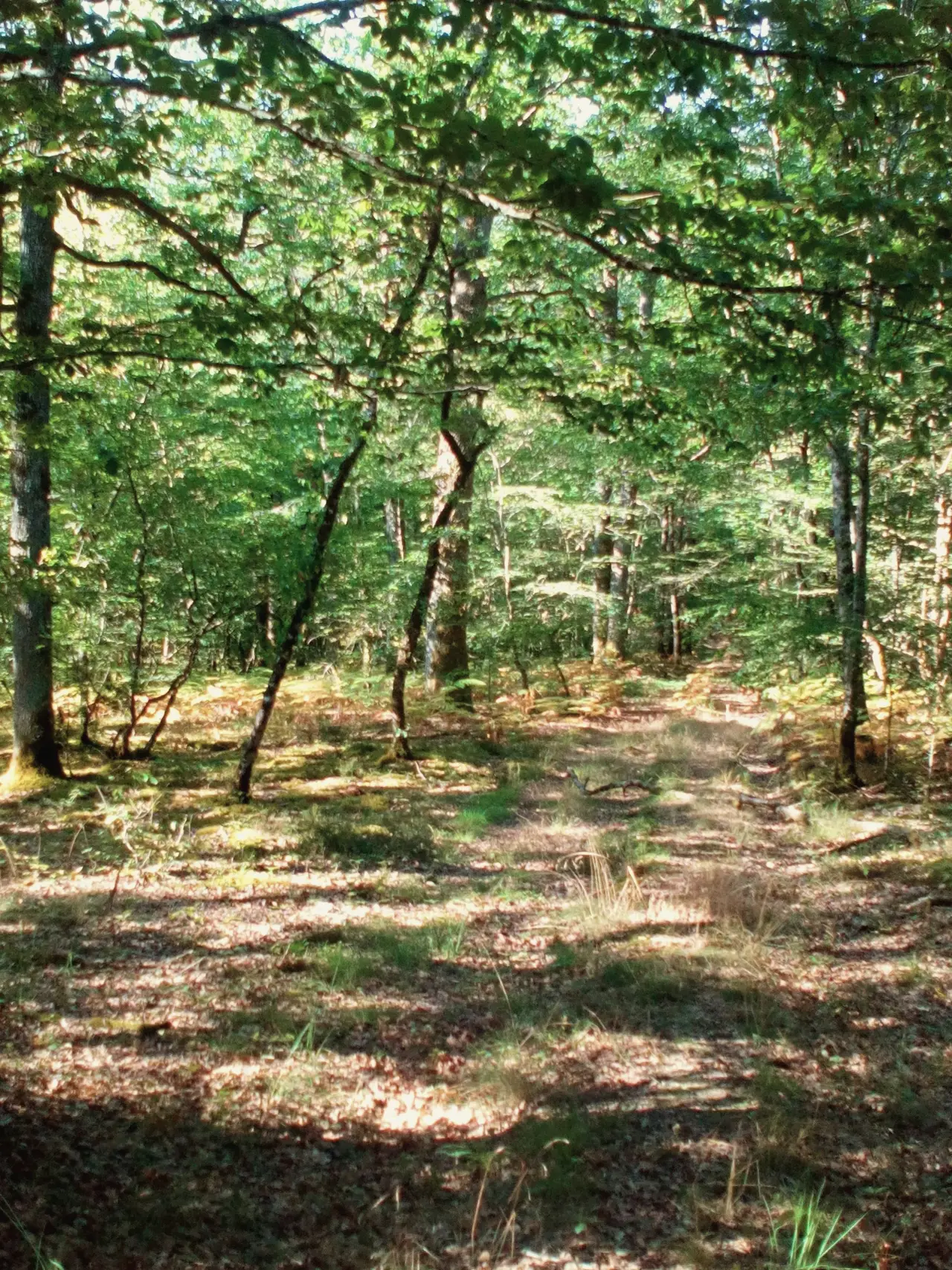 Sous-bois de feuillus éclairé par le soleil, avec une allée herbeuse